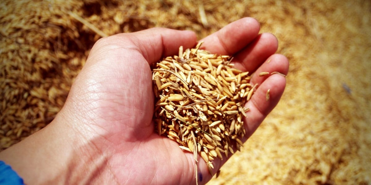 Kingdom Laws: Sowing and Reaping